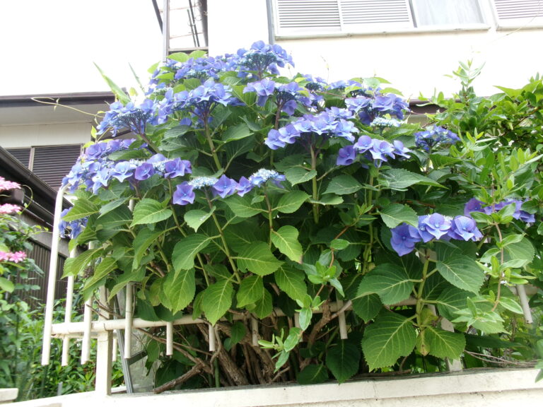 紫陽花が咲いているね(*^▽^*)【2歳児 あめチーム】