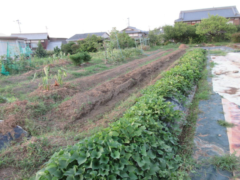 『くじら農園』～その後